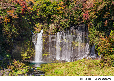 (静岡県)白糸の滝 紅葉 (静岡県)白糸の滝 紅葉 83930629
