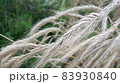 畑で風に揺れる収穫間近のライ麦の穂 83930840