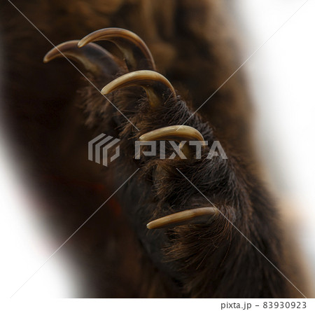 brown bear paw isolated on white background 83930923