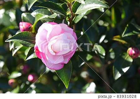 サザンカ（山茶花） 83931028