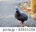 日本の鳥・ハト 83931108