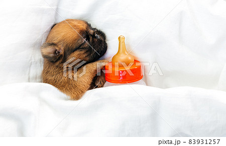 newborn puppy sleeps with a bottle and a pacifier. Milk replacer concept newborn puppy sleeps with a bottle and a pacifier. Milk replacer concept 83931257