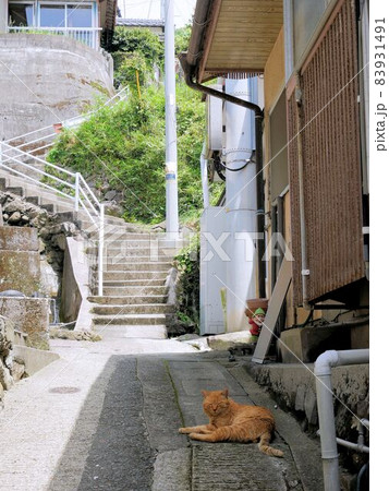 熊本県上天草市湯島 住宅の陰で寛ぐ猫 熊本県上天草市湯島 住宅の陰で寛ぐ猫 83931491