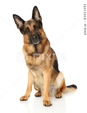 German Shepherd dog sitting on a white background German Shepherd dog sitting on a white background 83931494