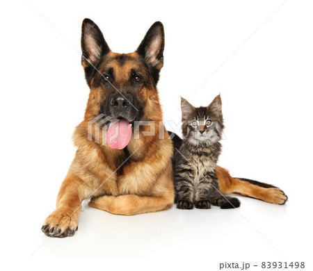 Cat and dog lie together Cat and dog lie together 83931498