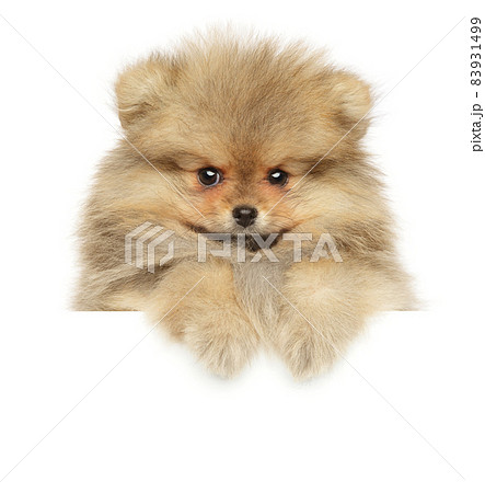 Pomeranian Spitz puppy above banner, on white background Pomeranian Spitz puppy above banner, on white background 83931499