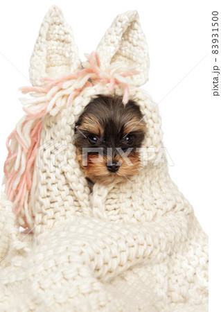 Yorkshire terrier puppy in a soft scarf Yorkshire terrier puppy in a soft scarf 83931500