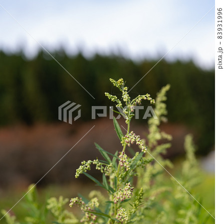山形県飯豊町の散居村が見晴らせるホトケヤマ展望台の山道で見つけた野草 秋の景観観光スポット 山形県飯豊町の散居村が見晴らせるホトケヤマ展望台の山道で見つけた野草 秋の景観観光スポット 83931996