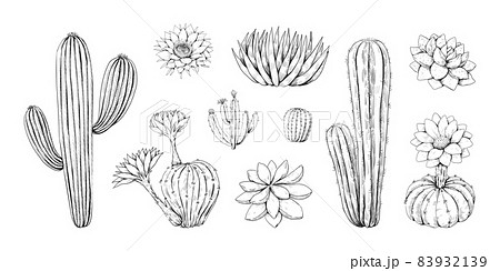 サボテン図鑑「Cacti The Illustrated Dictionary」 51ZMe7NLb1L.jpg