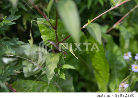山形県飯豊町の散居村が見晴らせるホトケヤマ展望台の山道で見つけたカマキリ 秋の景観観光スポット 山形県飯豊町の散居村が見晴らせるホトケヤマ展望台の山道で見つけたカマキリ 秋の景観観光スポット 83932330
