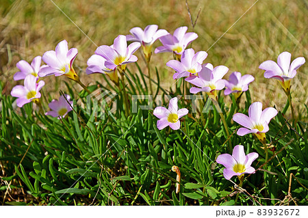 オキザリス・ペンタフィラ 83932672