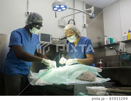 Veterinarians during operation in a veterinary clinic 83933269