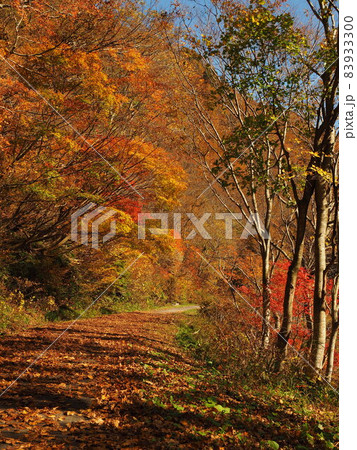 赤芝峡の紅葉 赤芝峡の紅葉 83933300
