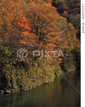 赤芝峡の紅葉 赤芝峡の紅葉 83933307