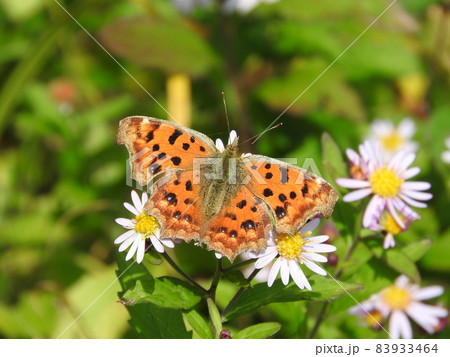 花で吸蜜する「キタテハ」 花で吸蜜する「キタテハ」 83933464