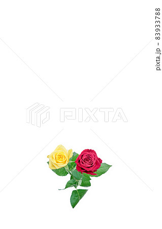 花　薔薇　バラ　赤いバラ　黄色いバラ 83933788
