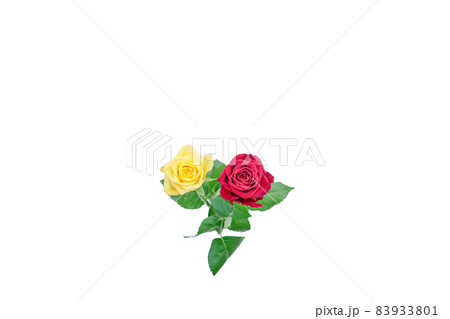 花　薔薇　バラ　赤いバラ　黄色いバラ 83933801