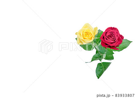 花　薔薇　バラ　赤いバラ　黄色いバラ 83933807