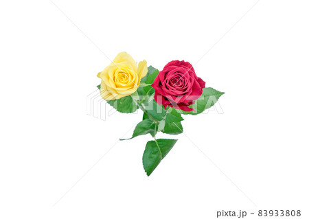 花　薔薇　バラ　赤いバラ　黄色いバラ 83933808