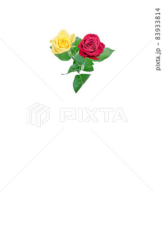 花 薔薇 バラ 赤いバラ 黄色いバラ 花 薔薇 バラ 赤いバラ 黄色いバラ 83933814