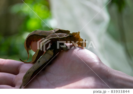 私の手に乗ったモルフォ蝶の幼虫 私の手に乗ったモルフォ蝶の幼虫 83933844