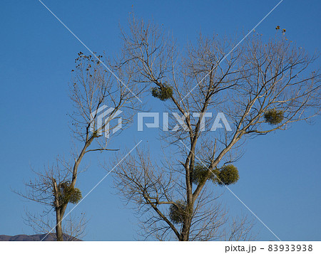 ヤドリギ ヤドリギ 83933938