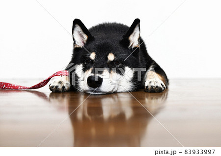 床に座る柴犬 83933997