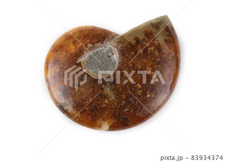 Ammonite isolated on white 83934374