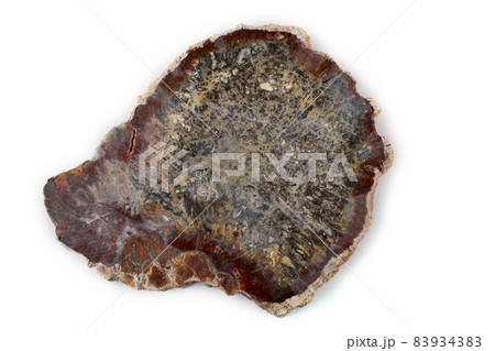 Ancient wood fossil Ancient wood fossil 83934383