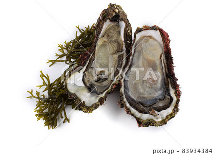 Opened oysters on alga Opened oysters on alga 83934384