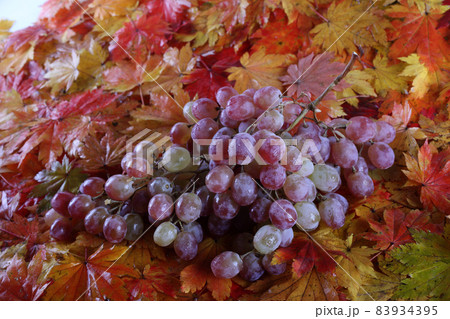 Grape on autumn leaves background 83934395