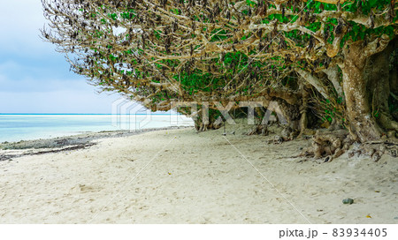 竹富島カイジ浜 浜辺のハスノハギリから下げられた手作りブランコ(沖縄県八重山郡竹富町) 竹富島カイジ浜 浜辺のハスノハギリから下げられた手作りブランコ(沖縄県八重山郡竹富町) 83934405