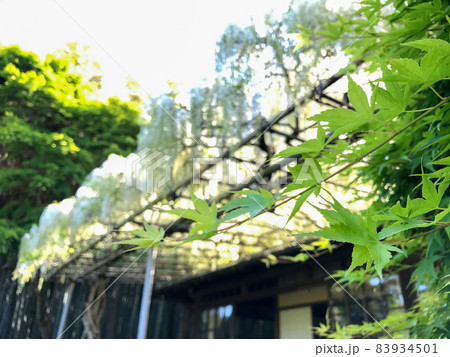 青紅葉と白の藤棚 83934501