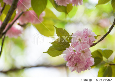 右下に焦点がきている八重桜 83934502