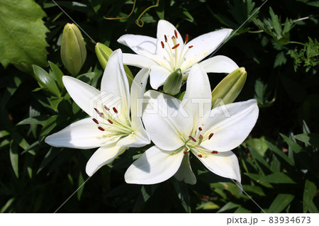 Growing white lilies Growing white lilies 83934673