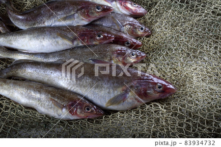 Saffron cod on net 83934732