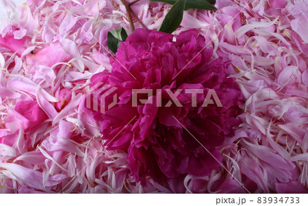 Peony on petals 83934733