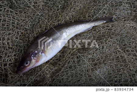 Saffron cod on net 83934734