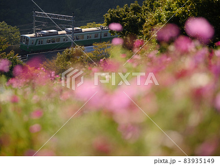 コスモス畑を駆け抜ける神戸市営地下鉄 83935149