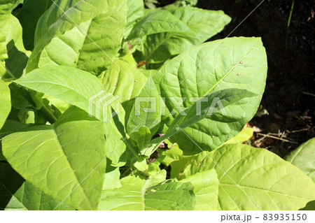 Growing tobacco plants 83935150