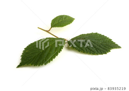 Nanking cherry branch 83935219