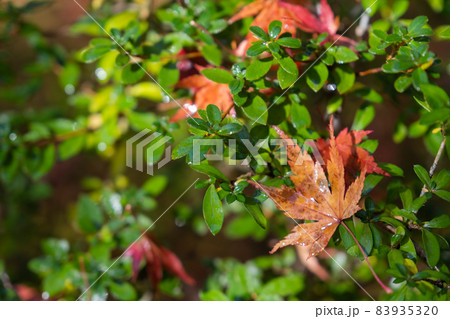 宮城県松島の円通院の紅葉の落ち葉 緑と黄色赤色のコントラストが綺麗 日帰りデートスポットして大人気 宮城県松島の円通院の紅葉の落ち葉 緑と黄色赤色のコントラストが綺麗 日帰りデートスポットして大人気 83935320