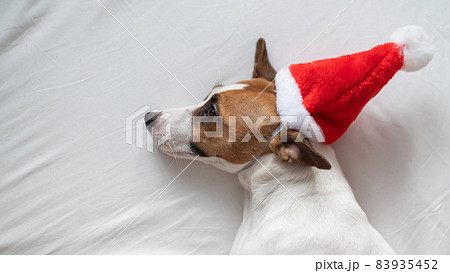 Jack russell terrier dog in santa claus hat lies on a white sheet. Christmas greeting card 83935452