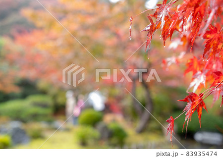 宮城県松島の円通院の紅葉が素晴らしい 日帰りデートスポットして大人気 宮城県松島の円通院の紅葉が素晴らしい 日帰りデートスポットして大人気 83935474