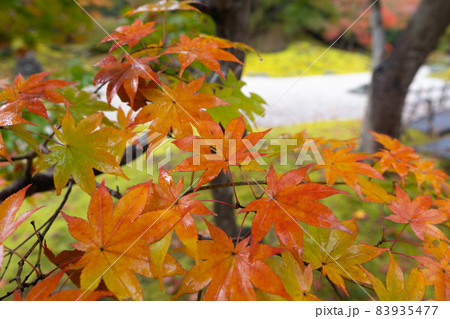 宮城県松島の円通院の紅葉が素晴らしい 日帰りデートスポットして大人気 宮城県松島の円通院の紅葉が素晴らしい 日帰りデートスポットして大人気 83935477