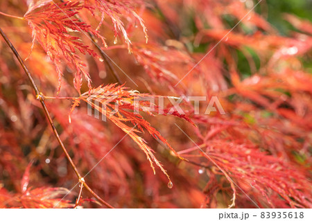 宮城県松島の円通院の紅葉が素晴らしい 日帰りデートスポットして大人気 宮城県松島の円通院の紅葉が素晴らしい 日帰りデートスポットして大人気 83935618