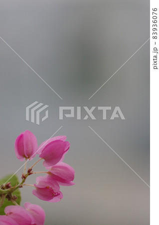 アサヒカズラの花 83936076