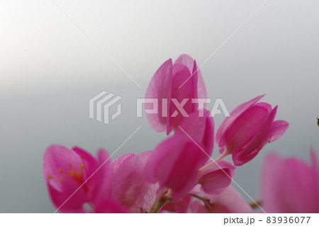 アサヒカズラの花 83936077