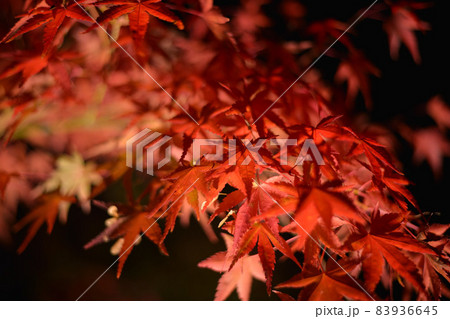 紅葉ライトアップ 83936645