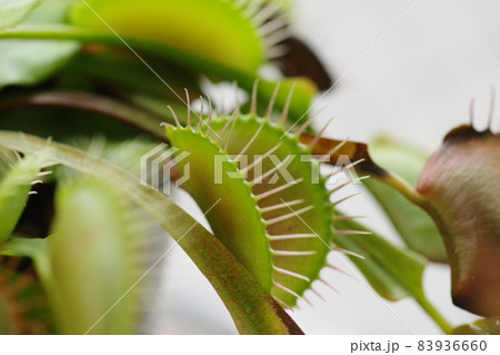 食虫植物ハエトリソウ 83936660
